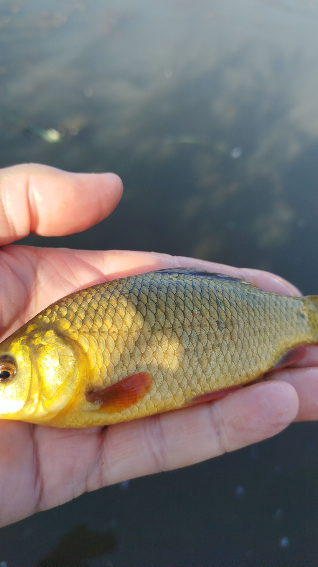 Вот это жор карася.