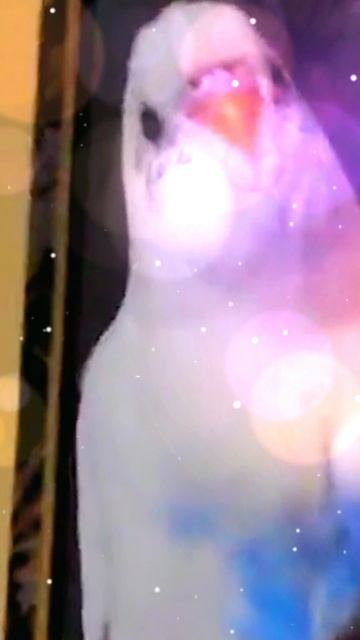 Когда говорящего попугая рассмешил апрельский снег!