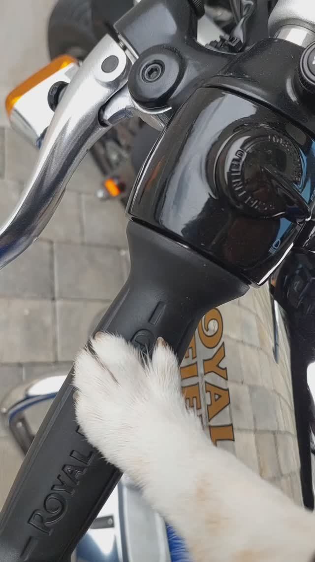 ЧихуахуаРедиБАЙКЕР