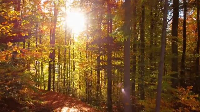 САМВЕЛ АДАМЯН ОБЗОР ОТ ОЛЬГИ ЗАБЫЛ САМВЕЛ НИЩЕТУ ИЗ КОТОРОЙ ВЫПОЛЗ..