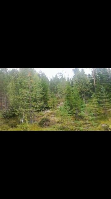 Поездка за грибами поездка за грибами поездказагород костомукша костомукшаполныйпривод природ