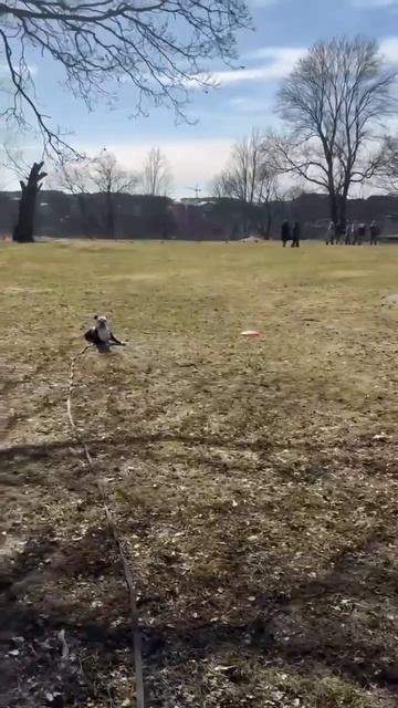 Как научить собаку сдержанности и спокойному отношению к раздражителям?