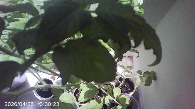 Обзор рассады томатов сорта Оля Ф1 февральской посадки