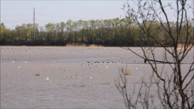 две Канадские Казарки наблюдение птиц в Новгородской области Ушерско 25 апреля 2026