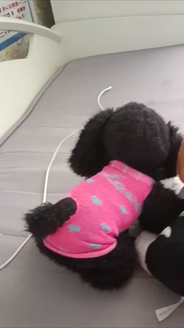 Gangsta рэп от бигля брута
брут король дворов