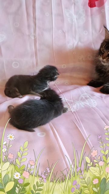 наши сладкие детишкипитомник Кун прайд 