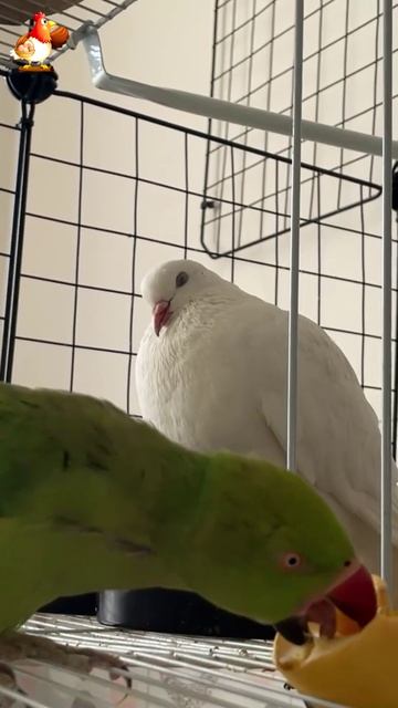 Зеленый попугай и белый голубь 26