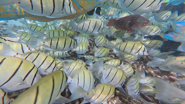 Мальдивы. Остров Тодду. Ноябрь 2025. Второй Бикини-Бич. Снорклинг