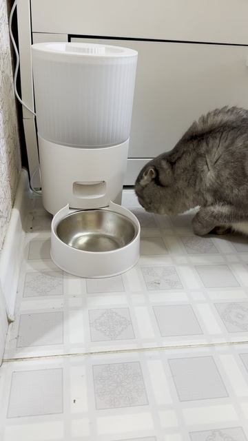 Кормушка-автомат для котов