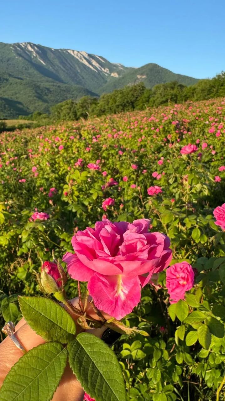  Гид по сезонному цветению в Крыму 