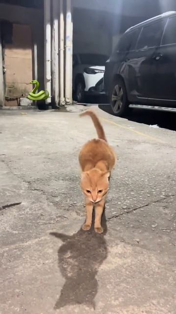 Гремучая змея