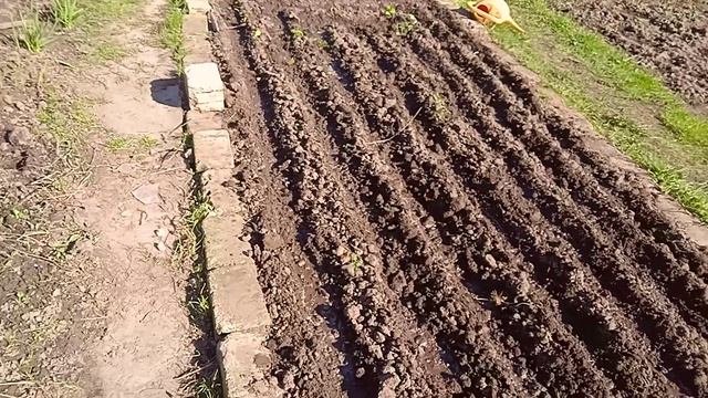 мини-парник