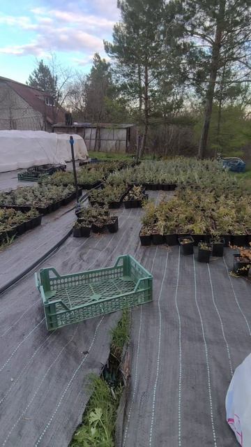 Простая система полива саженцев полив саженцы системаполива саратов питомникрастений