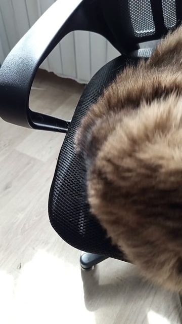 Тима Тима мойпитомец кот милота няшныекоты котята потягушки