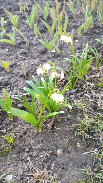 Первоцветы