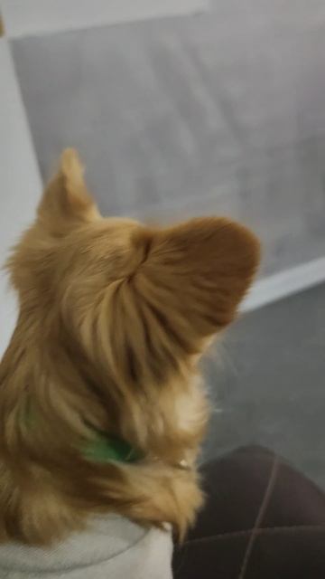 Сижу жду свой приз турнир фестиваль чихуахуа