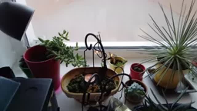 Вырастим чеснок на балконе  Обзор подоконника с комнатными цветами