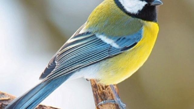 ЧИРИК-ЧИРИК МЫ ТУТ ГЛАВНЫЕ ! Нет... вы бесправные !!!