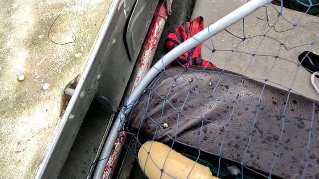 Дикие щуки или как блесна самодельная ловит