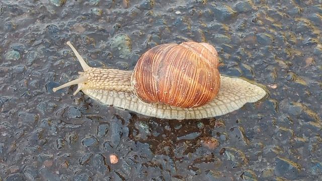 Улитка спешит по своим делам
