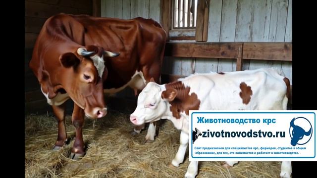 телята и мамка
