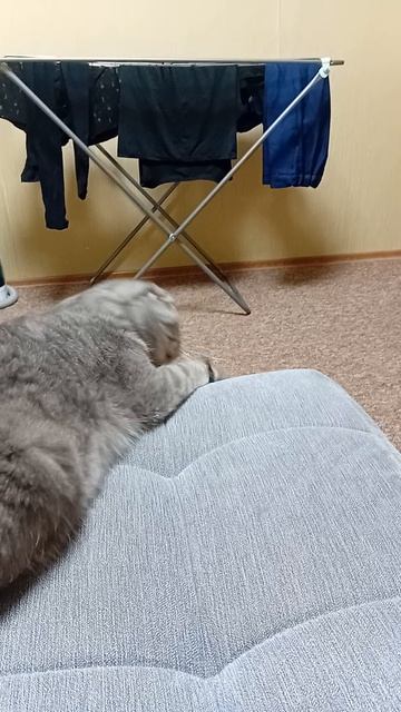 кошка ржака 