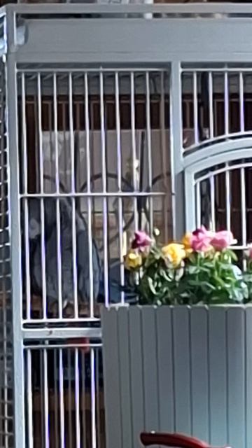 ГРИГОРИЙ  ВЕСЕЛИТСЯ ...