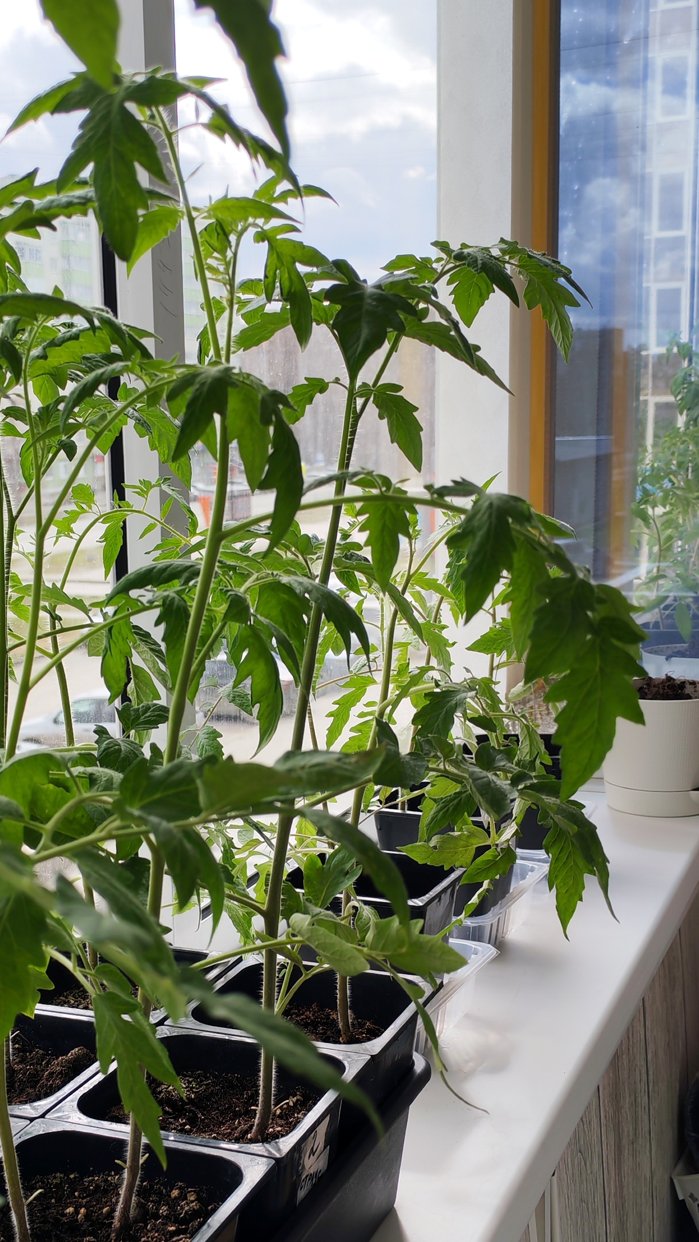 Что делать? Рассада вытянулась.