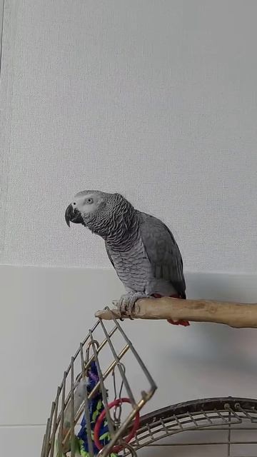 РЕАКЦИЯ ГОВОРЯЩЕГО ПОПУГАЯ НА ВОЗДУШНУЮ ТРЕВОГУ ! ЭВРИКА ЖАКО