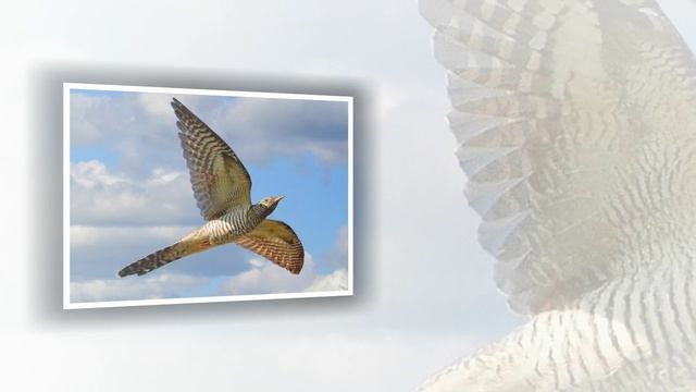 Раиса Щербакова - Кукушка