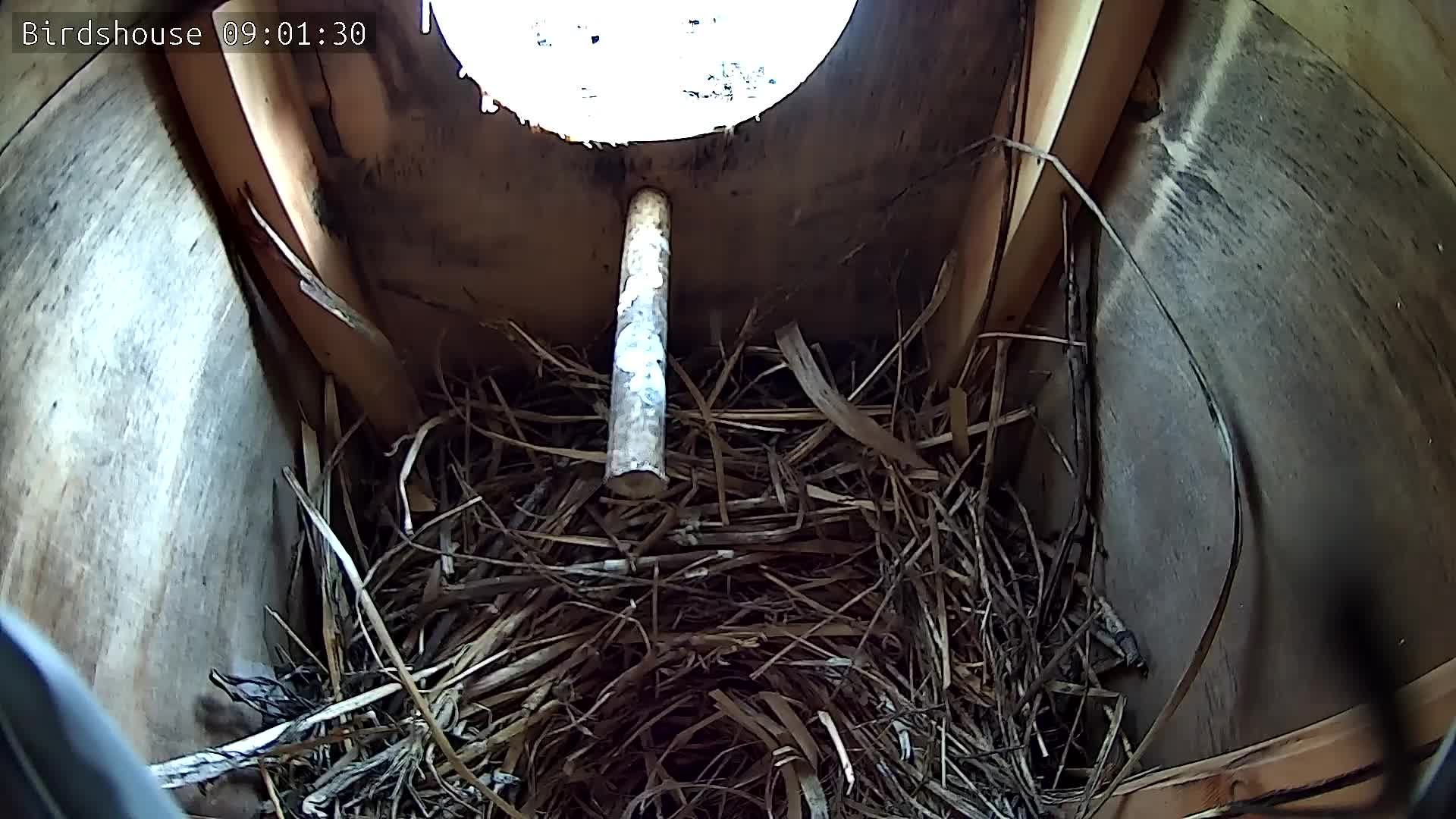 Скворечник - трансляция онлайн