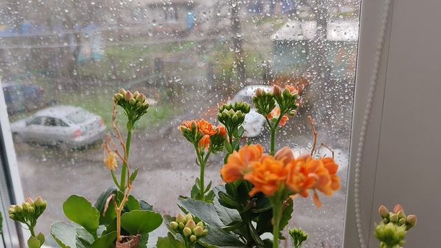 каланхоэ и дождь за окном в деревне