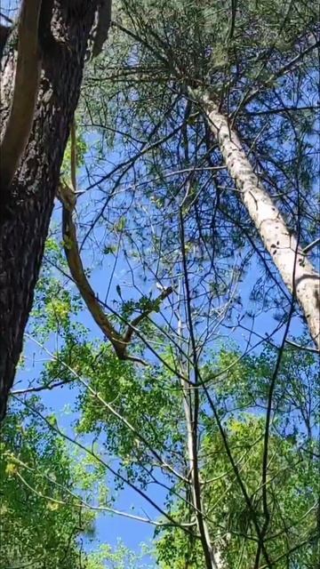 Простое счастье: обнимать любимое дерево 