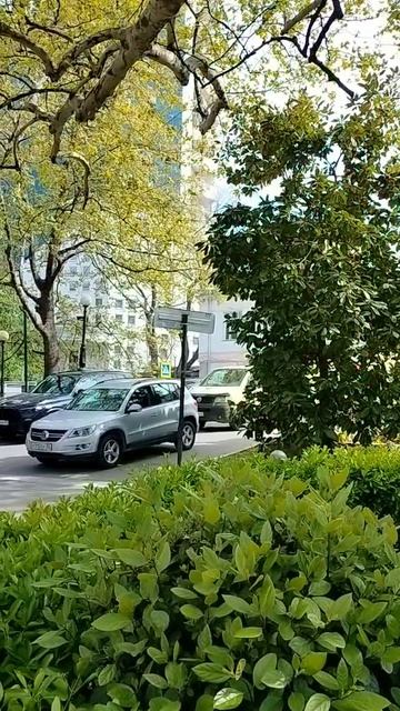 г. Ялта. ул. А. С. Пушкина. апрель 2026 год.