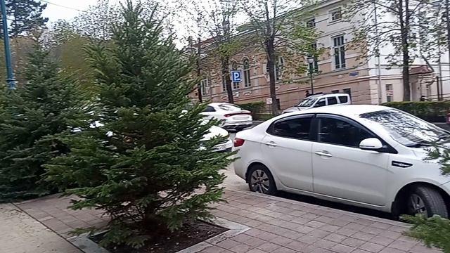 Кисловодск. Молодые елки посажены взамен вековых елей на пр.Дзержинского.25.04.2026 г.