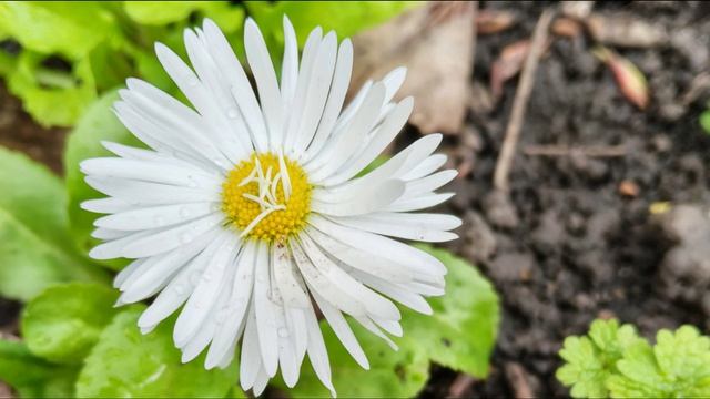 Мой маленький цветник.