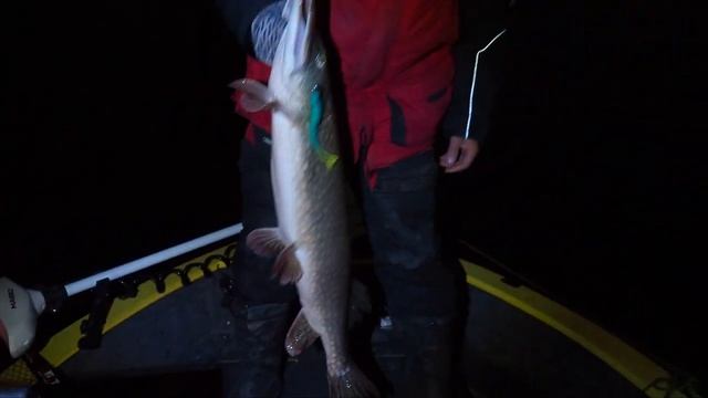 Жёсткие поклёвки в темноте! Хищники вышли на охоту. Ночная рыбалка с лодки.