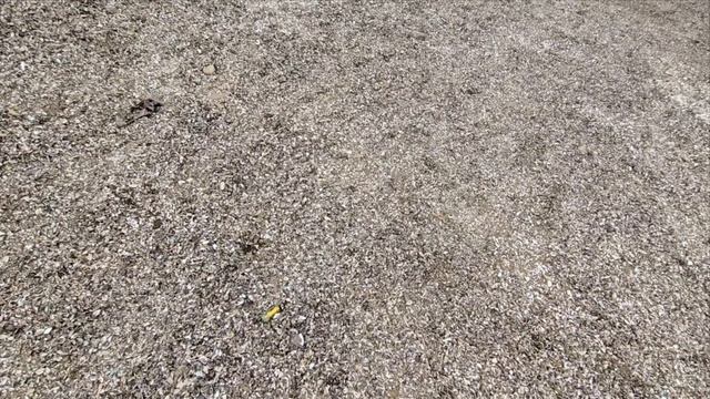 25-04-2026 прогулка у шлюзов