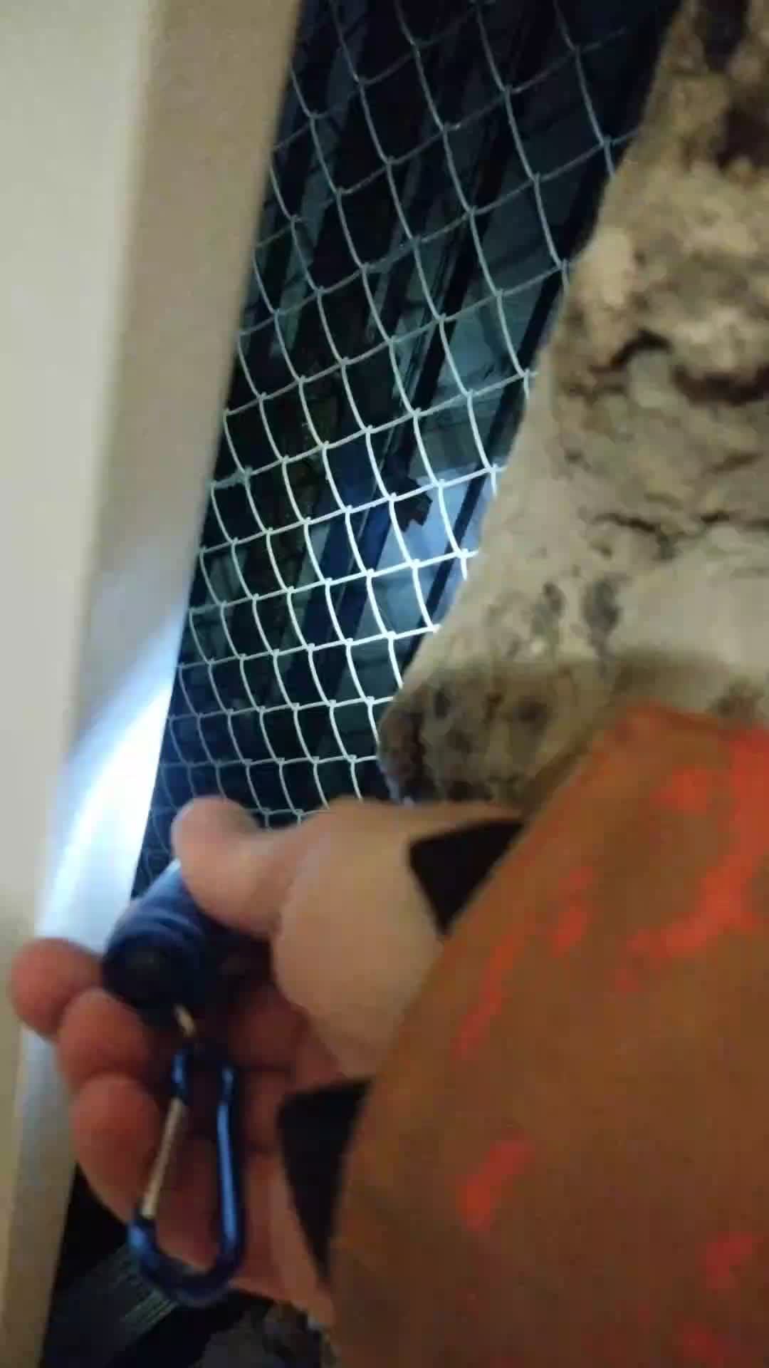 Мы идём гулять с собакой!  25-апр-2026