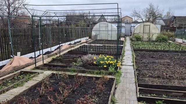 366. Виноград растет. Погода не радует.