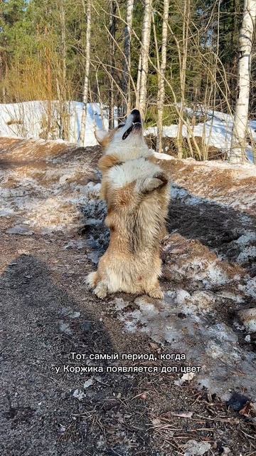 Ну вот а хотела всегда рыжего Коржа