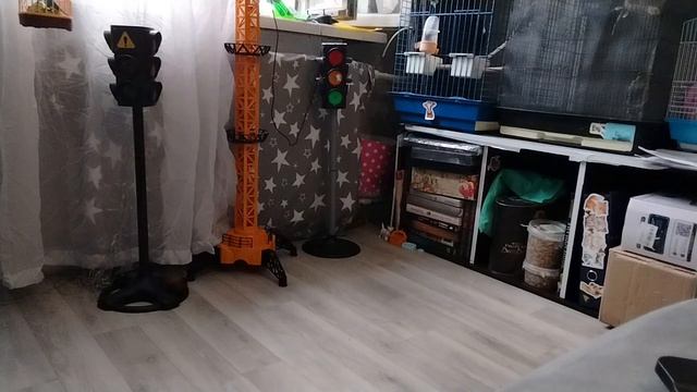 собособака.mp4