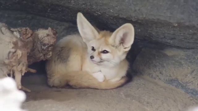Видео от Красноярская тайга. Фотоловушки
