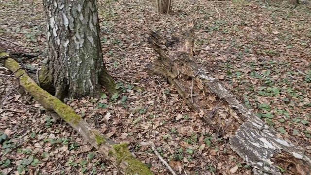 Строчков не мерено! Первая весенняя грибалка в Подмосковье тихаяохота грибалка грибы2026 лес