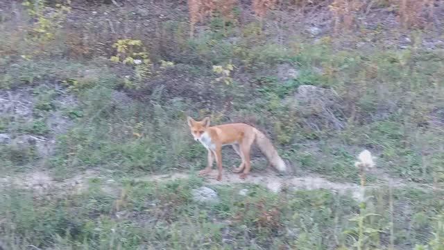 На рыбалке. Бесстрашная лиса и осторожный я. Снято без Zoom.