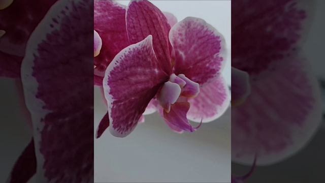 Мои растишки