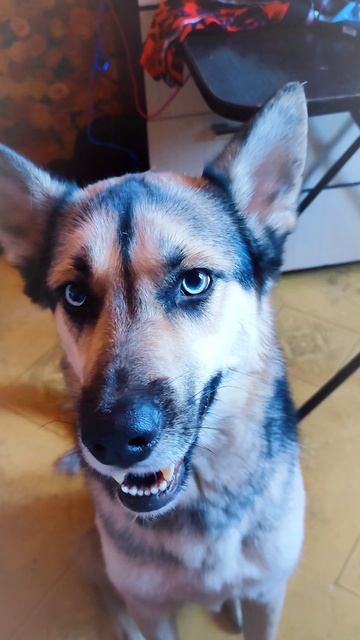 Собака улыбака