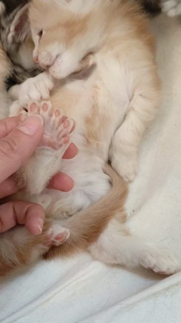 Поляшка Мейн Кун Полидакт