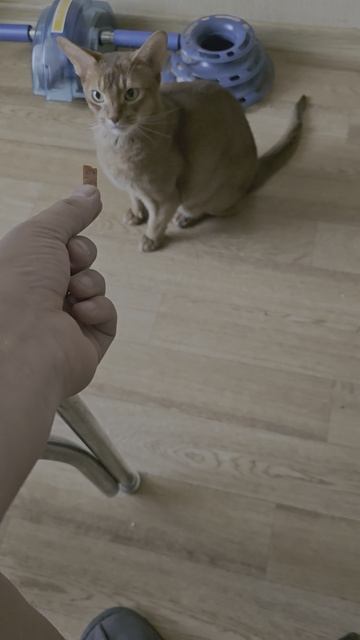 Абиссинец Бакс - С перчинкой