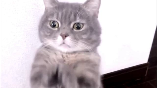 Заставка для видео Танцующий серый кот  541